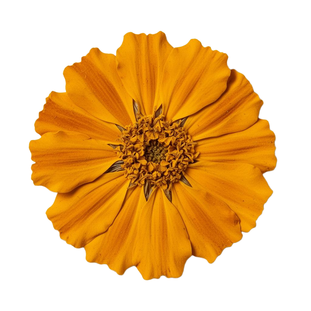 Content Creator flower